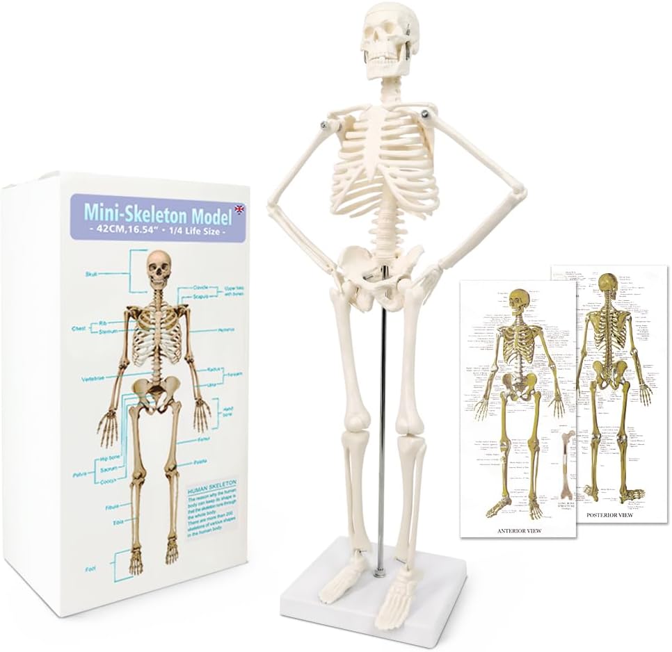 17.7“ Human Skeleton Model for Anatomy,Movable Arms Legs Bones Structures,Whole Spine Ribs Skeleton Model,Suitable