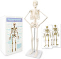 17.7“ Human Skeleton Model for Anatomy,Movable Arms Legs Bones Structures,Whole Spine Ribs Skeleton Model,Suitable