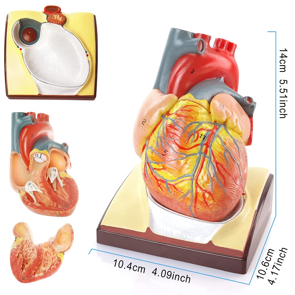 Anatomy Model Bundle Set of 3 - Human Body, Heart, Torso & Skeleton | Carrying Case, Hands-On 3D Model Study Tools