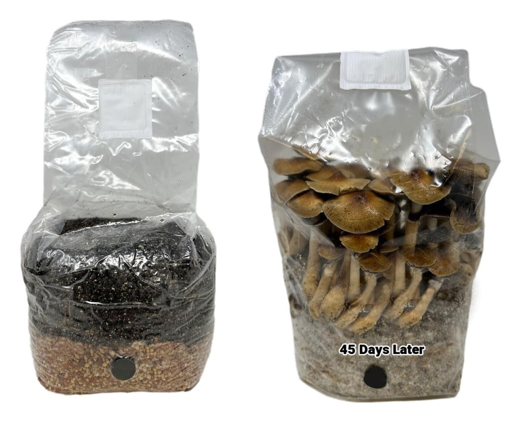 All-in-One Mushroom Grow Bag for Manure Loving Mushrooms + Spore Germination Jar! (4LB)
