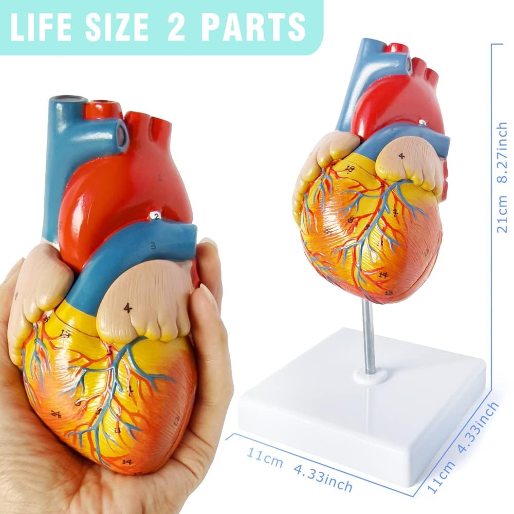 Medical Anatomy Model Set of 3-Human Torso Heart and Skeleton | Detachable Body Visceral Organs, Movable Arms and
