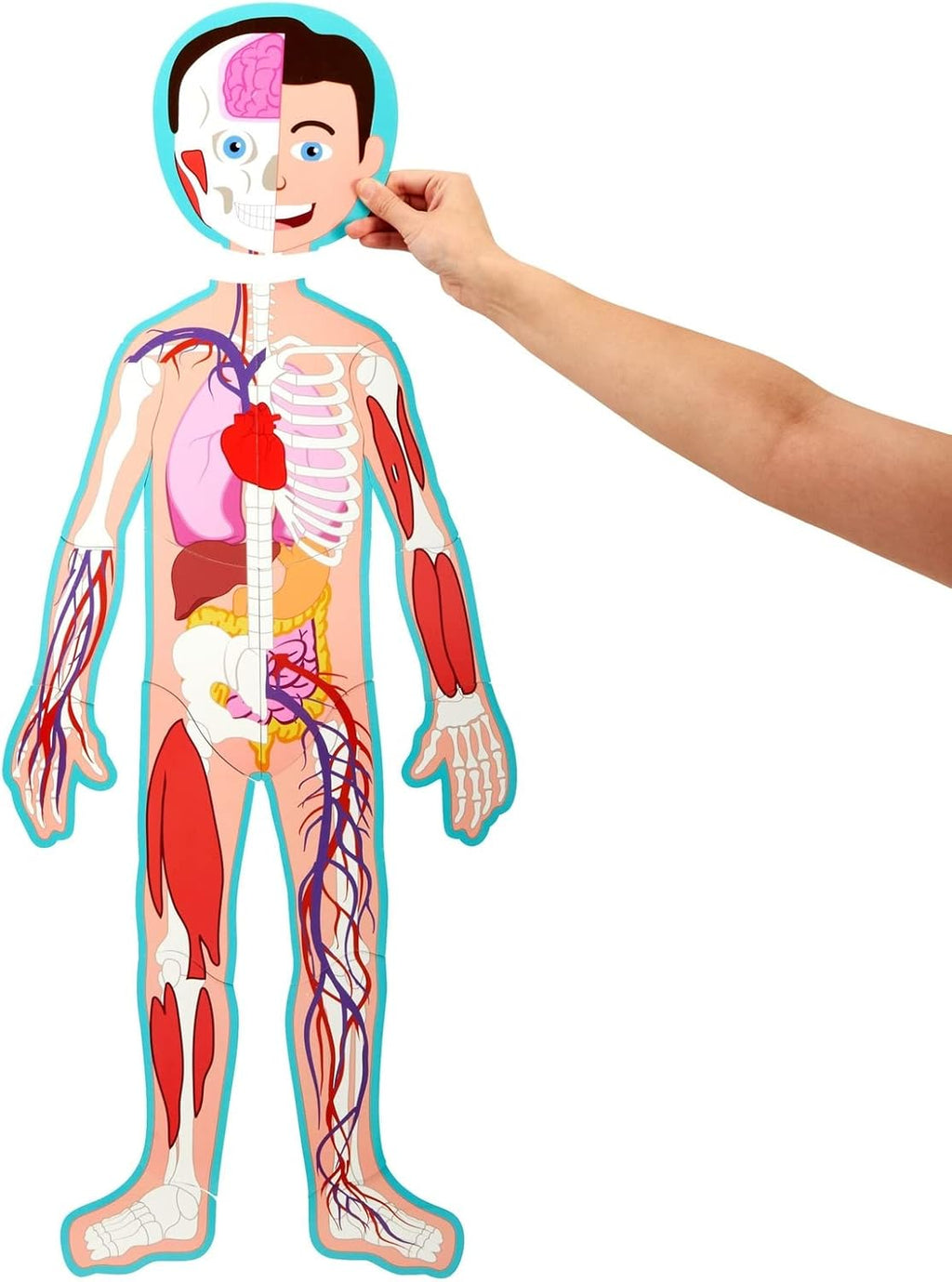 Interactive Magnetic Human Body Model - 3 ft, 17-Piece Double-Sided Anatomy Set for Kids - Human Anatomy with Organs