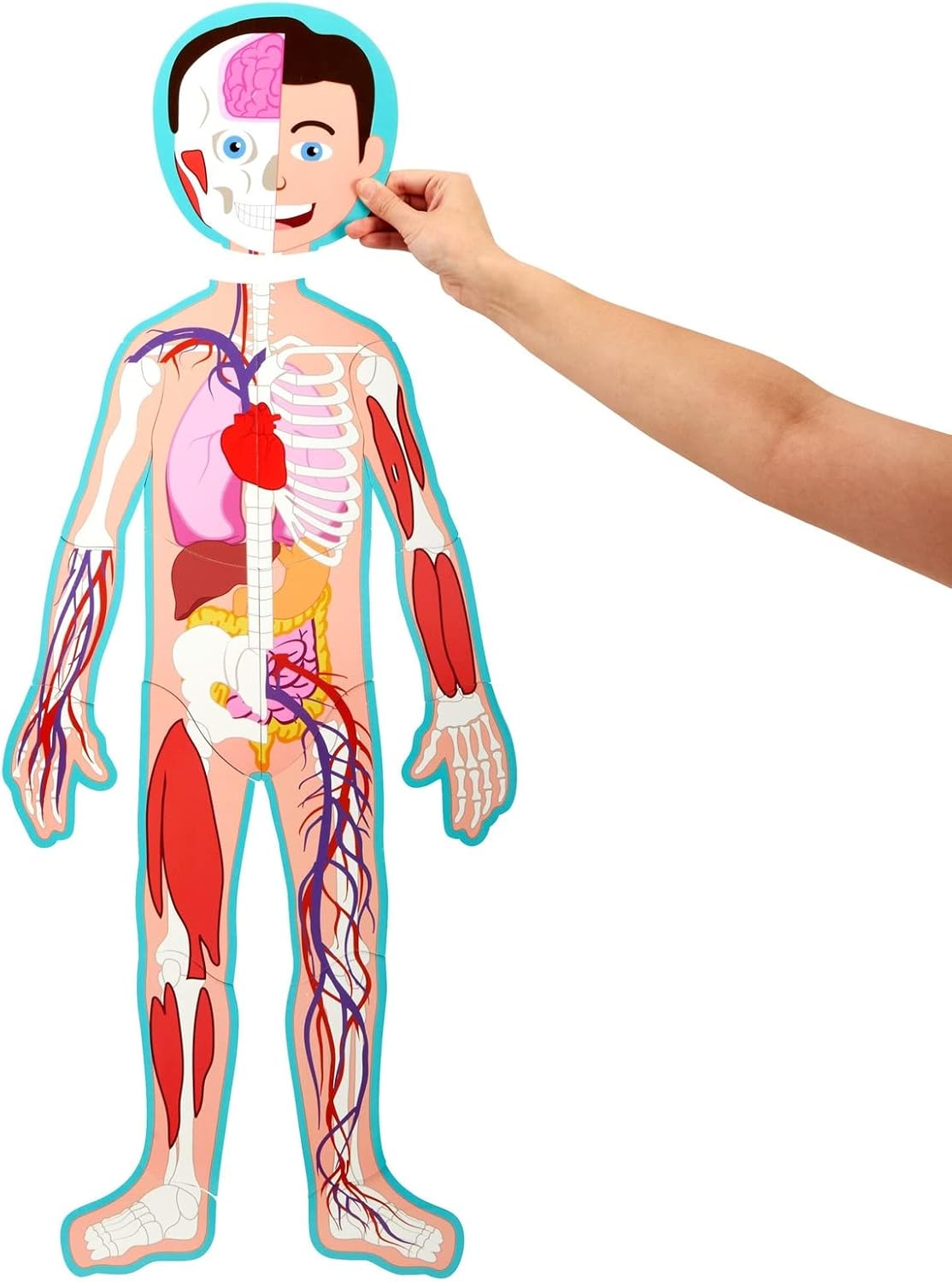 Interactive Magnetic Human Body Model - 3 ft, 17-Piece Double-Sided Anatomy Set for Kids - Human Anatomy with Organs