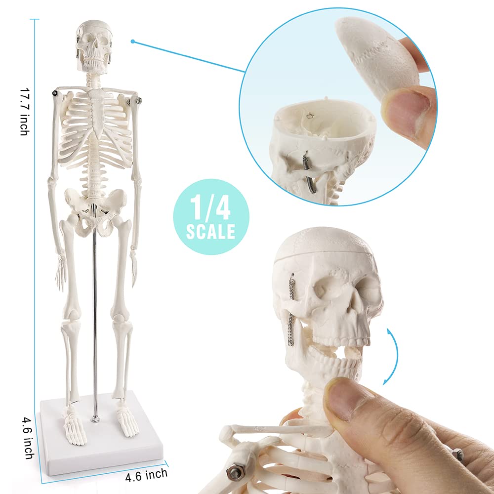 Anatomy Model Bundle Set of 3 - Human Body, Heart, Torso & Skeleton | Carrying Case, Hands-On 3D Model Study Tools