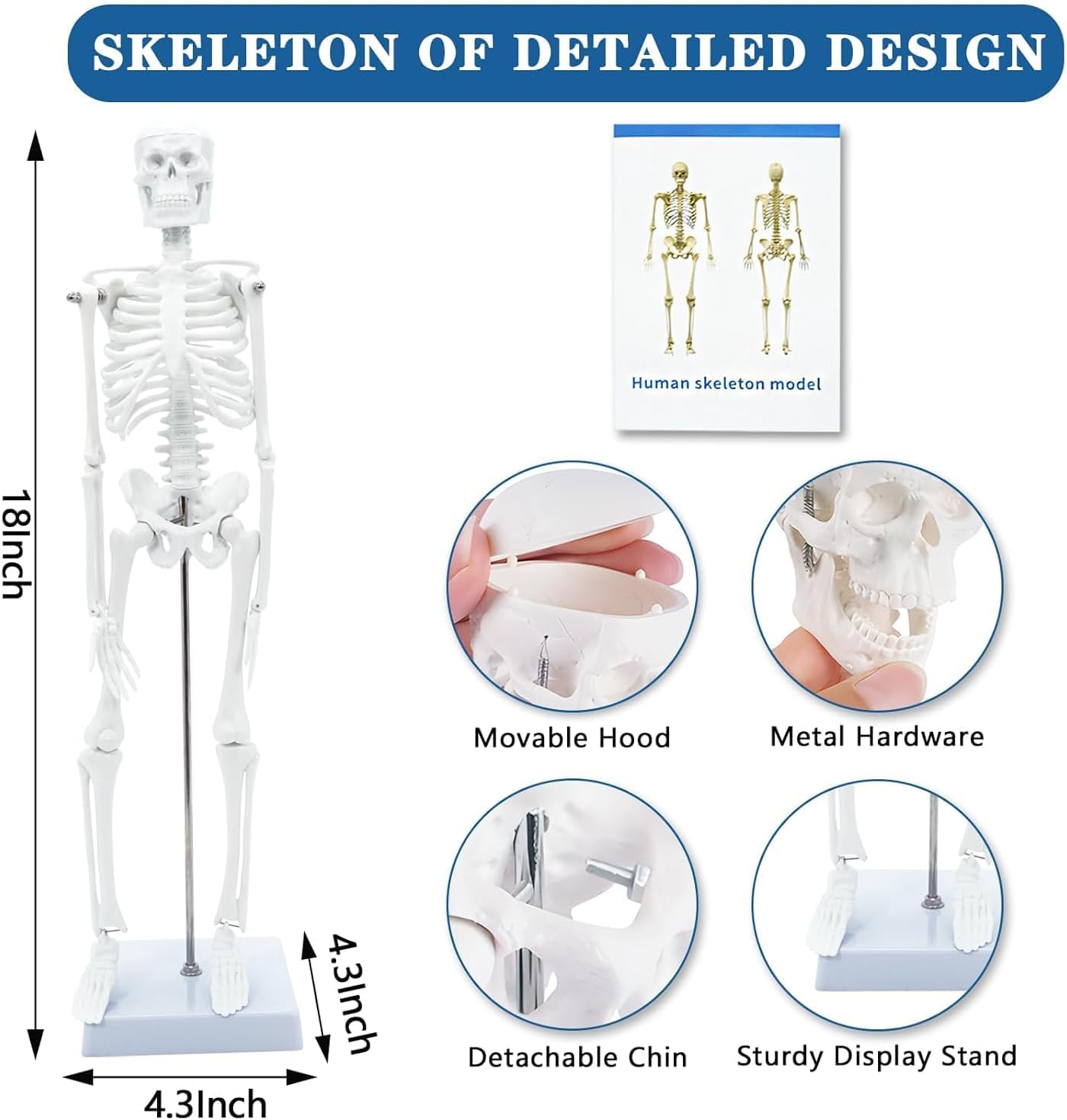 Human Anatomy Body Model Kit, Sets of 4 Human Heart Brain Torso and Skeleton Models Removable Parts with Anatomical