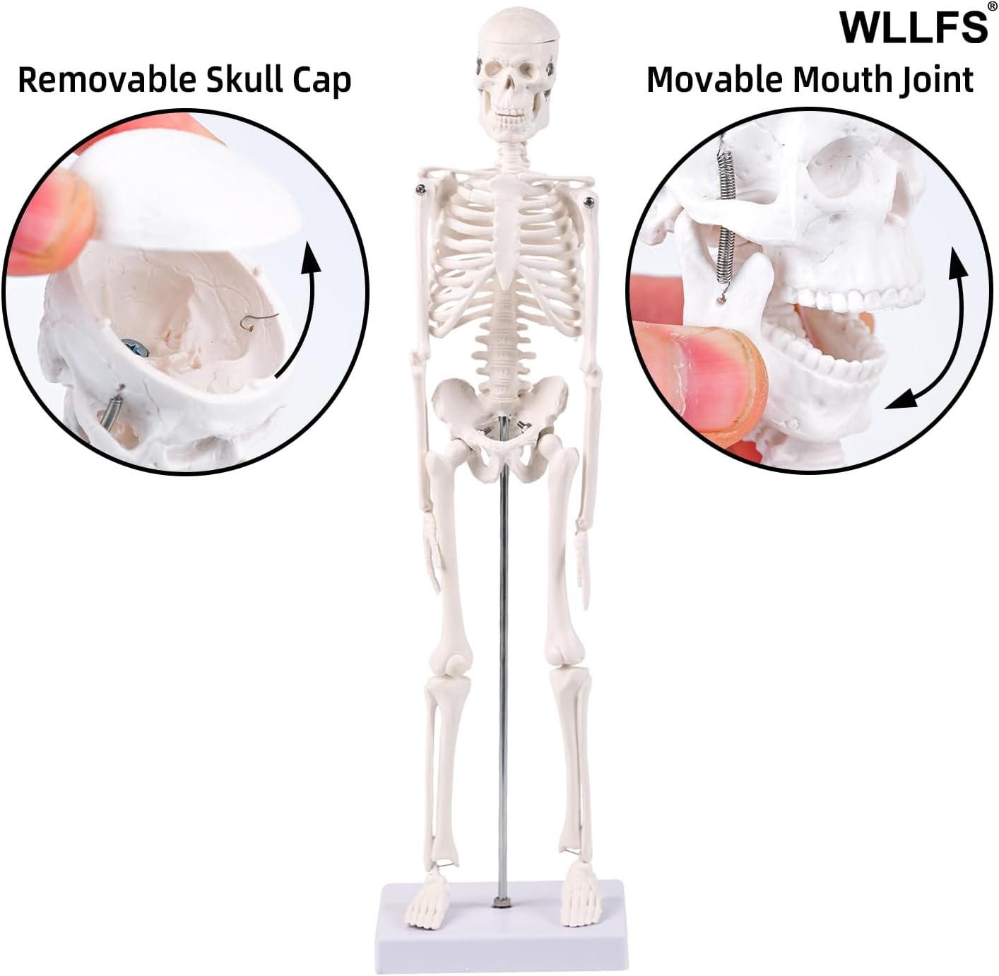 17.72 Inch Mini Skeleton Anatomy Model,Realistic Human Skeleton Model with Movable Arms and Legs, Scientific