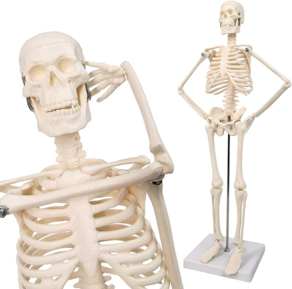 17.7“ Human Skeleton Model for Anatomy,Movable Arms Legs Bones Structures,Whole Spine Ribs Skeleton Model,Suitable