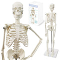 Full Body 17.7" High Human Body Skeleton Model for Anatomy | with Movable Arms and Legs Bones Structures,Whole Spine