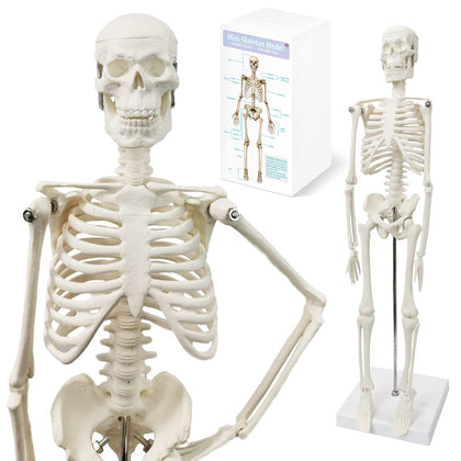 Full Body 17.7" High Human Body Skeleton Model for Anatomy | with Movable Arms and Legs Bones Structures,Whole Spine