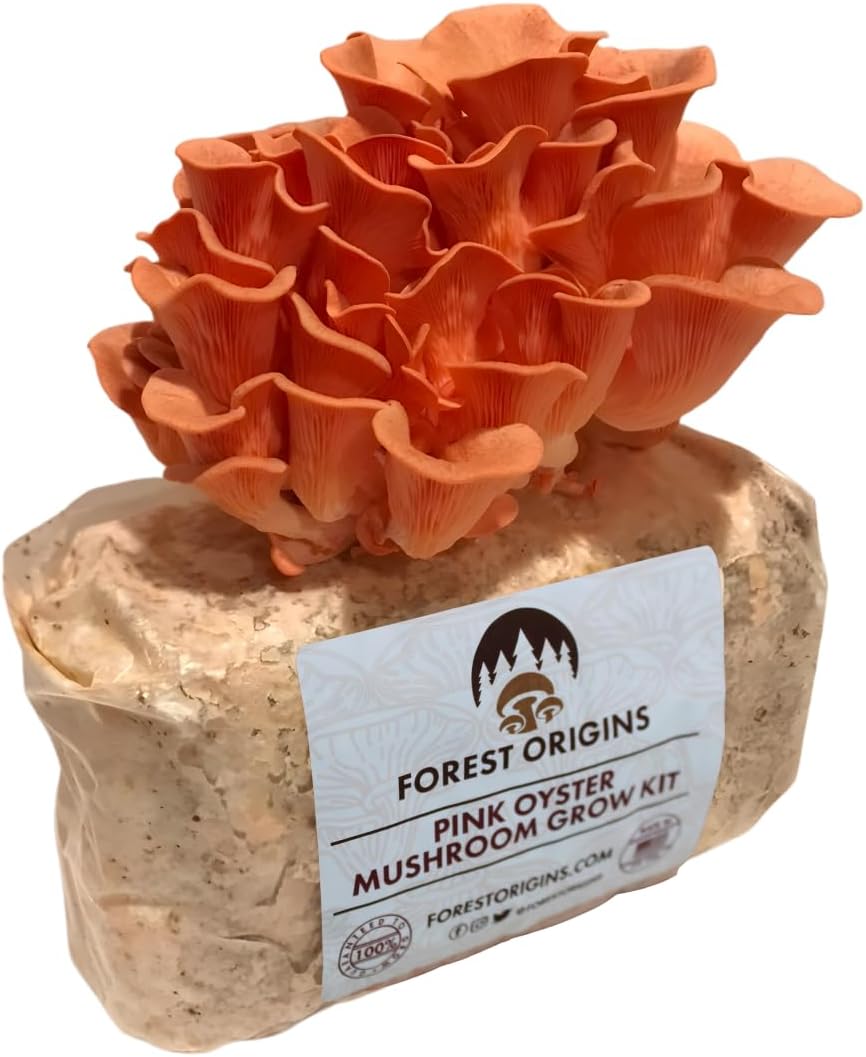 Pink Oyster Mushroom Grow Kit, Ready to Grow Indoors