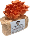 Pink Oyster Mushroom Grow Kit, Ready to Grow Indoors