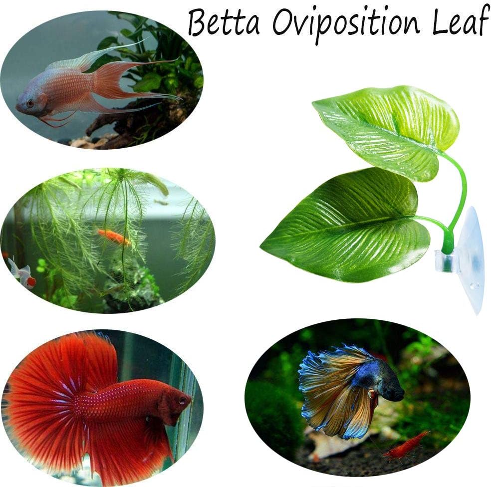 3 Pack Betta Fish Leaf Pad Improves Betta's Health by Simulating The Natural Habitat - Natural, Organic, Comfortable