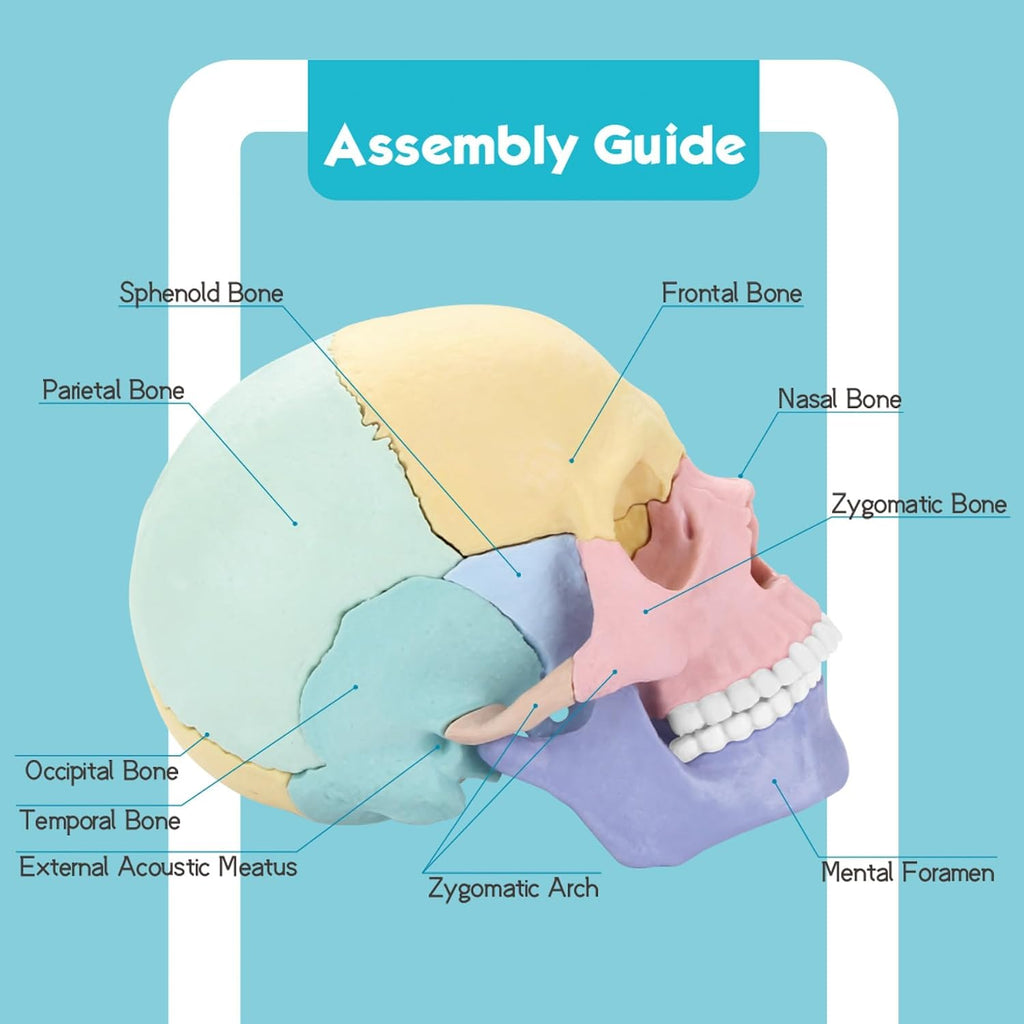 Human Skull Anatomy Model, 17-Part Puzzle with Flash Cards | 10 Knowledge Flash Cards, Detachable Palm-Sized Mini