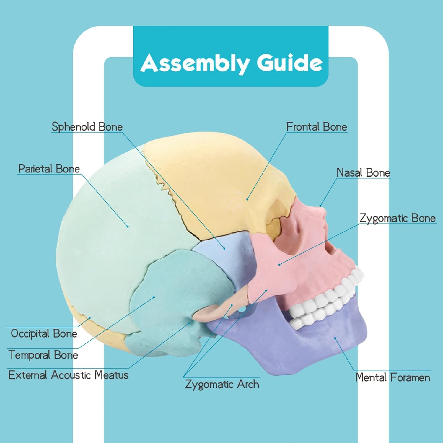 Human Skull Anatomy Model, 17-Part Puzzle with Flash Cards | 10 Knowledge Flash Cards, Detachable Palm-Sized Mini