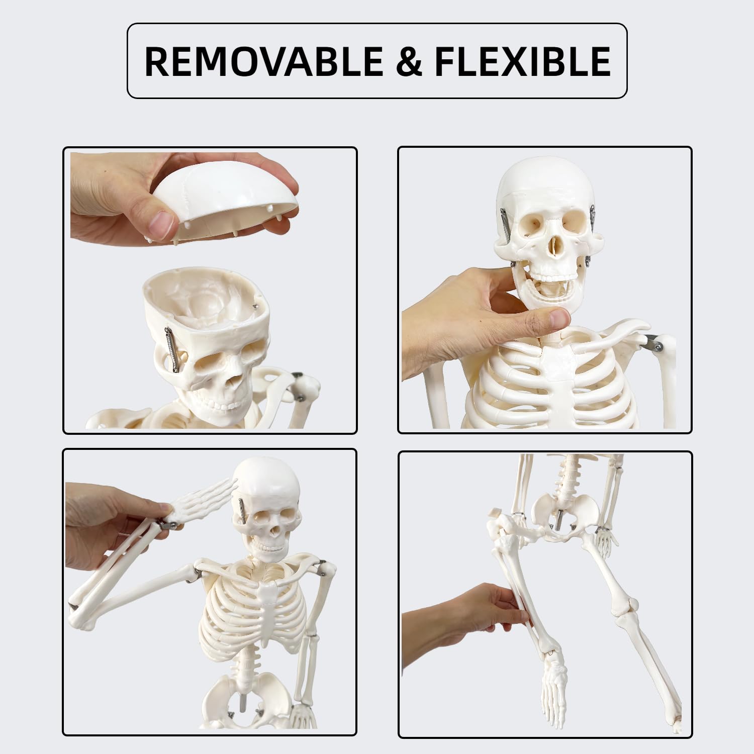 Human Skeleton Model for Anatomy, 33.4" Skeleton Model with Metal Stand | 1/2 Life Size Anatomical Skeleton with