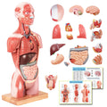 2026 New Human Body Deluxe Musculature Model, 16 Pcs Removable 17 inch | EVOTECH SCIENTIFIC Human Torso Anatomy Model