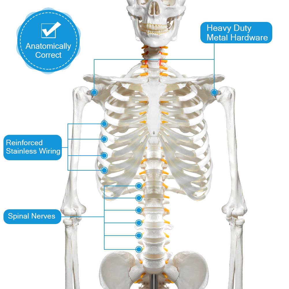 Human Skeleton Model for Anatomy- Life Size Medical Human Skeleton Model with Nervous System 70.8 in with Rolling