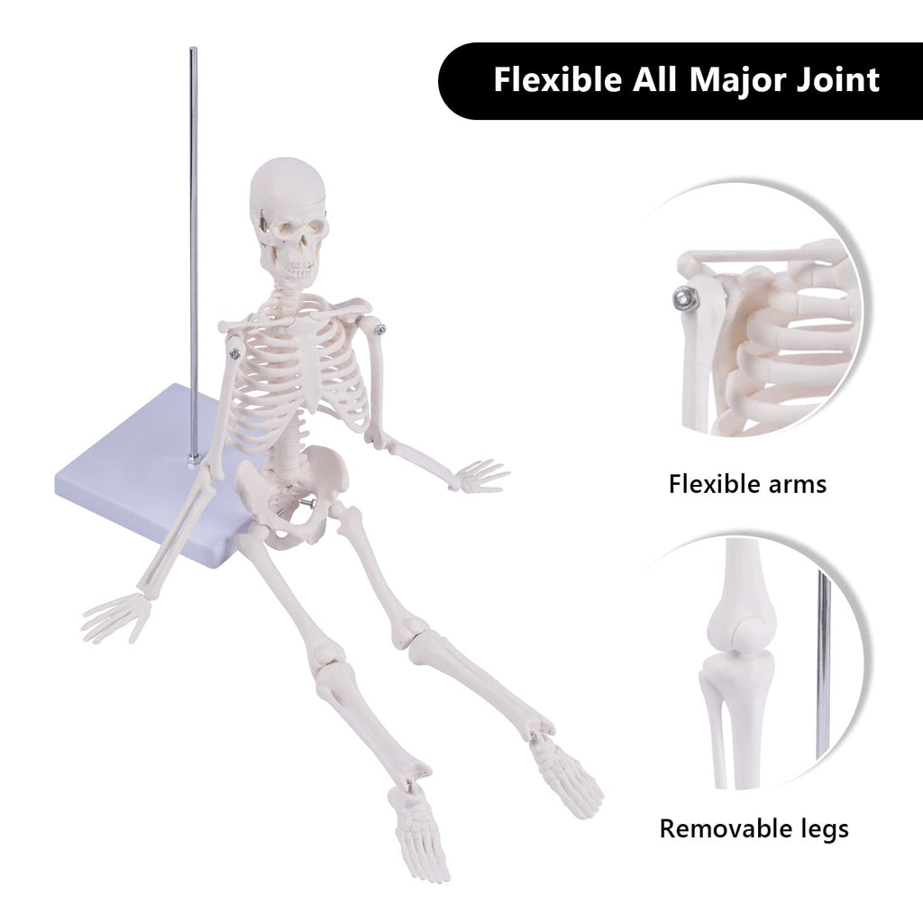 Human Skeleton Model for Anatomy: Scientific Model with Movable Arms, Legs & Display Stand - 17" Mini Human Skeleton