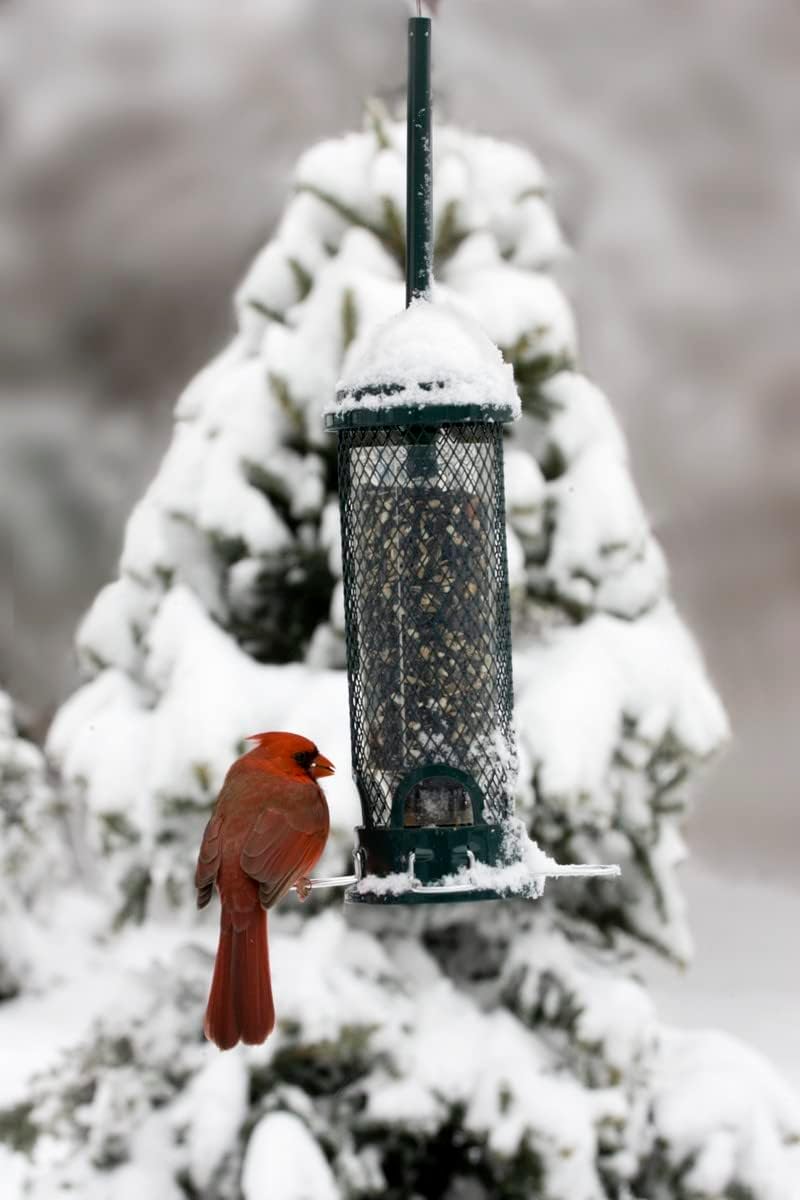 Squirrel Buster Mini Squirrel-Proof Bird Feeder for Wild Birds – 4 Metal Perches, 1 lb Seed Capacity, Chew-Proof
