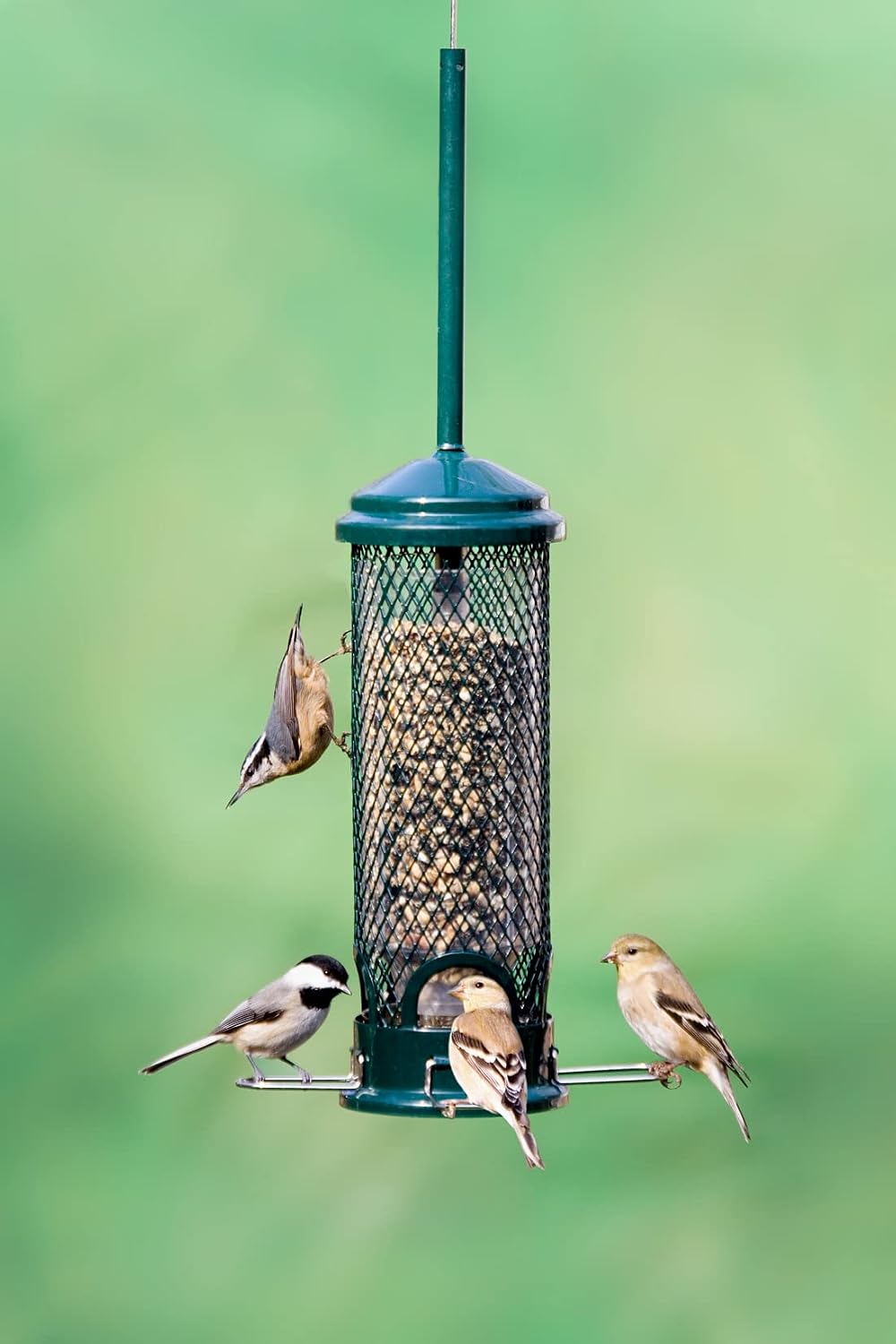 Squirrel Buster Mini Squirrel-Proof Bird Feeder for Wild Birds – 4 Metal Perches, 1 lb Seed Capacity, Chew-Proof