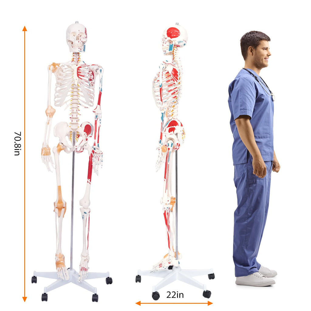 70.8" Human Anatomy Model,Skeleton Model Muscle Insertion & Ligaments | Full Size Posable Anatomy Skeleton,Muscle