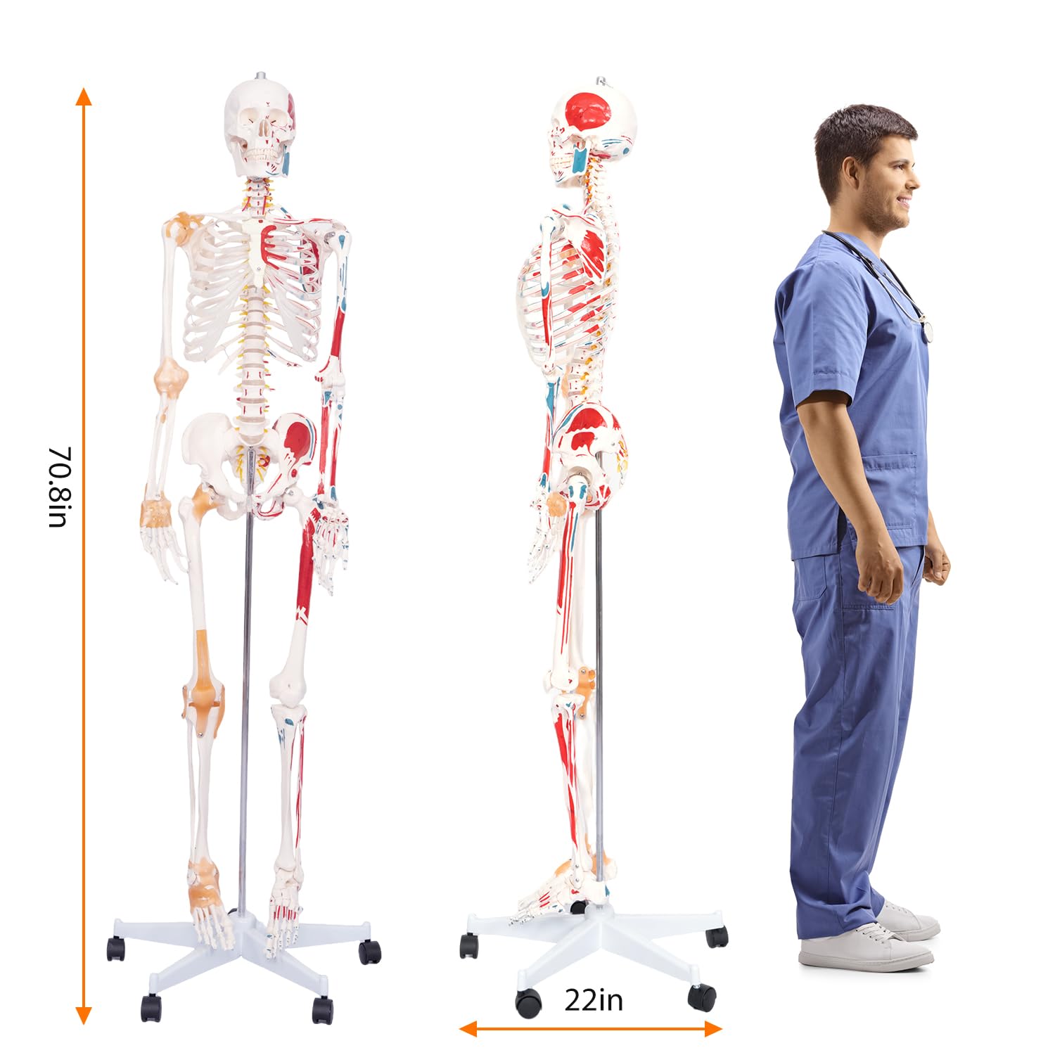 70.8" Human Anatomy Model,Skeleton Model Muscle Insertion & Ligaments | Full Size Posable Anatomy Skeleton,Muscle