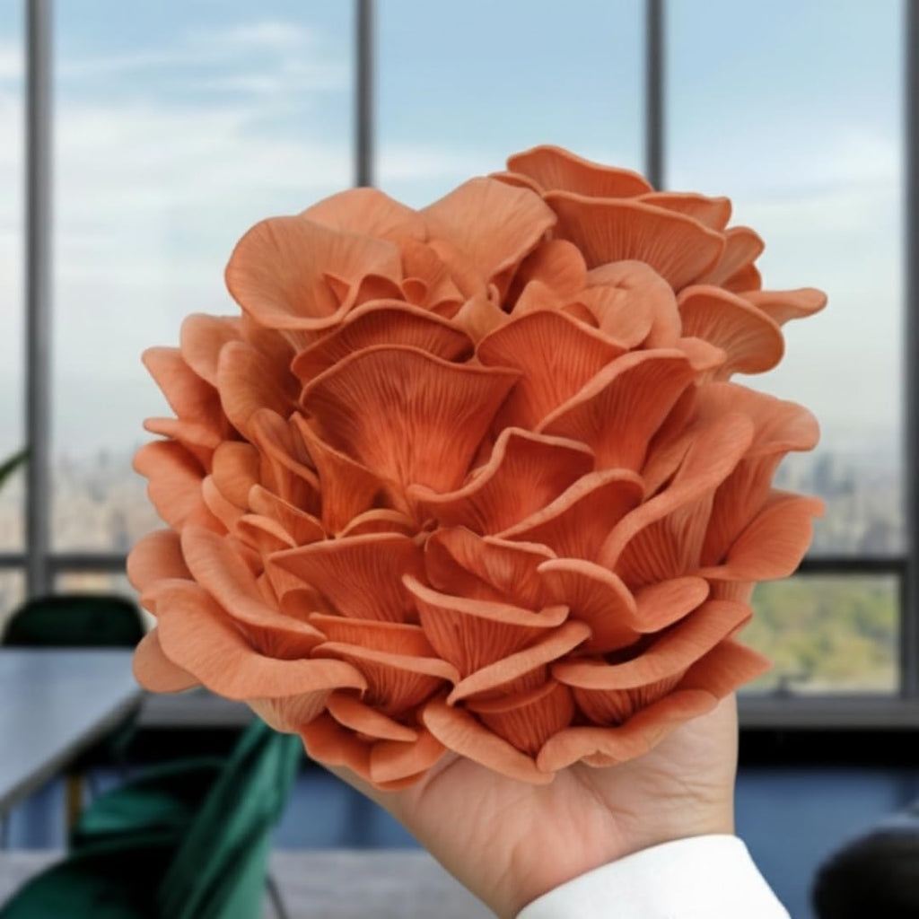 Pink Oyster Mushroom Grow Kit, Ready to Grow Indoors