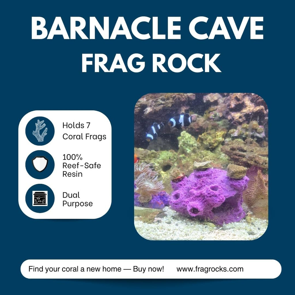 7 Hole Barnacle Cave frag Rock sandbed Base for Live Coral frag Plugs for Reef Aquariums (Coralline Purple)