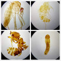 Prepared Whole Insects Microscope Slides Set, 10pcs Specimens for Kids Students Biology Class, Educational Gift