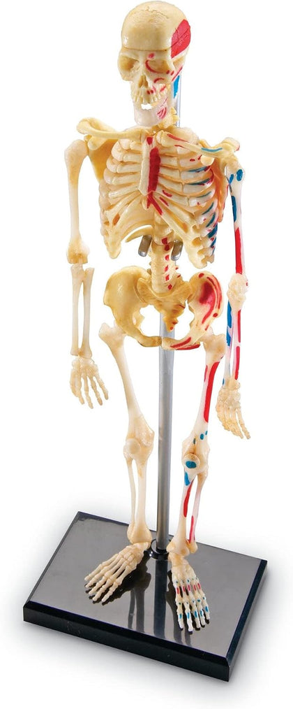 Skeleton Model | Science Classroom Must Haves, STEM Student Essentials, Practice Anatomy, Back to School