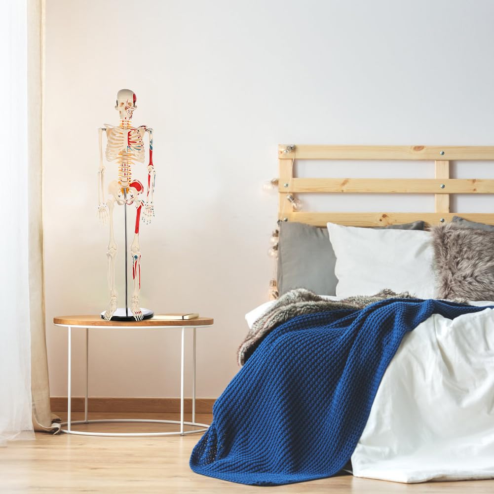 Human Skeleton Model for Anatomy: Metal Stand & Removable Joints | Painted and Numbered Muscle Insertion and Origin
