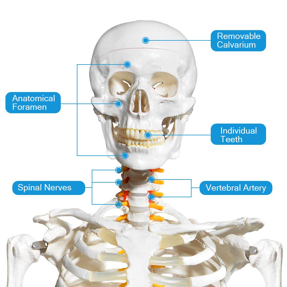 Human Skeleton Model for Anatomy- Life Size Medical Human Skeleton Model with Nervous System 70.8 in with Rolling