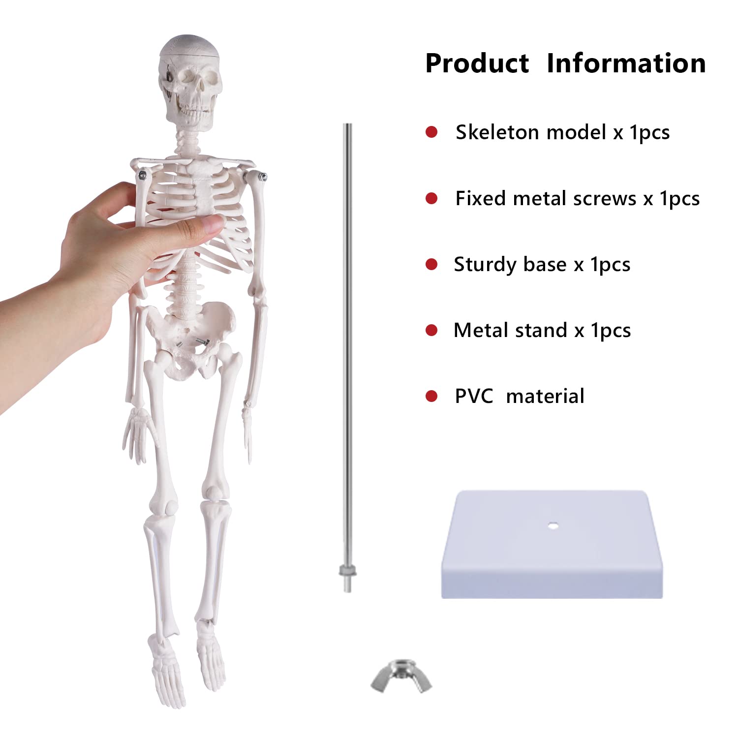 Human Skeleton Model for Anatomy: Scientific Model with Movable Arms, Legs & Display Stand - 17" Mini Human Skeleton