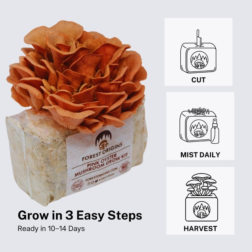 Pink Oyster Mushroom Grow Kit, Ready to Grow Indoors