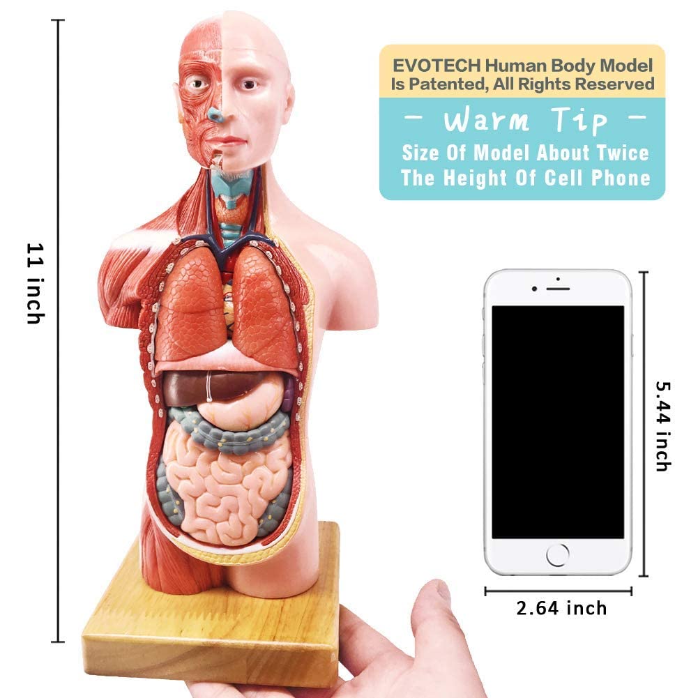 Human Body, Skeleton, Heart, Half Size Skull with Brain Models | EVOTECH SCIENTIFIC Best Anatomy Model Bundle Set of