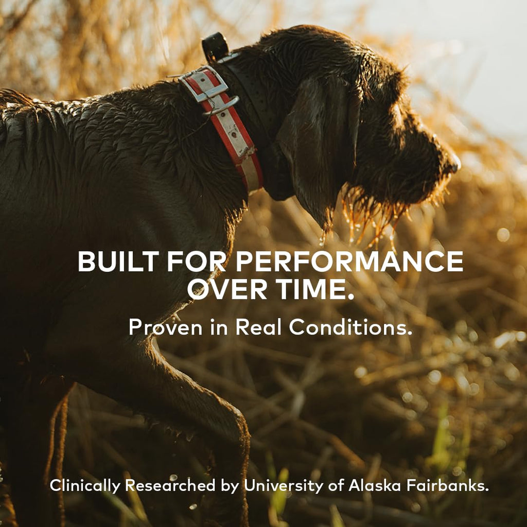 Advanced Mobility Beef Bone Broth for Dogs, 18 Single Servings