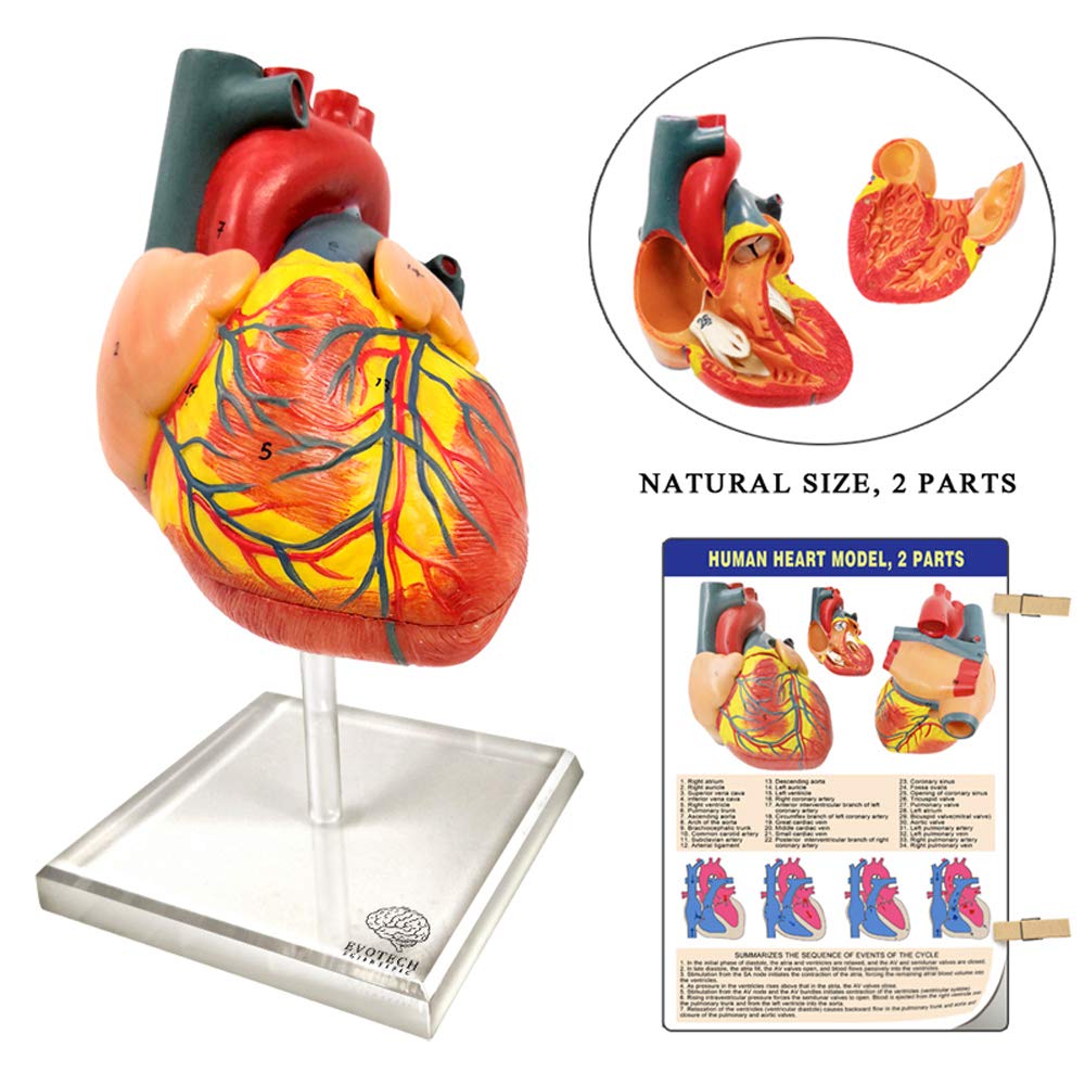 Human Anatomical Body, Skeleton, Heart, Skull with Brain Models, Cubes Sets | EVOTECH SCIENTIFIC Best Anatomy Model