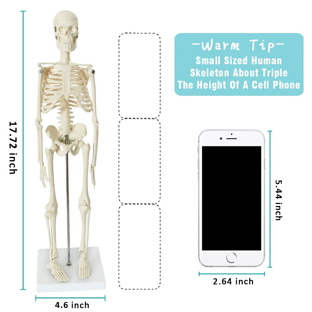 Human Body, Skeleton, Heart, Half Size Skull with Brain Models | EVOTECH SCIENTIFIC Best Anatomy Model Bundle Set of