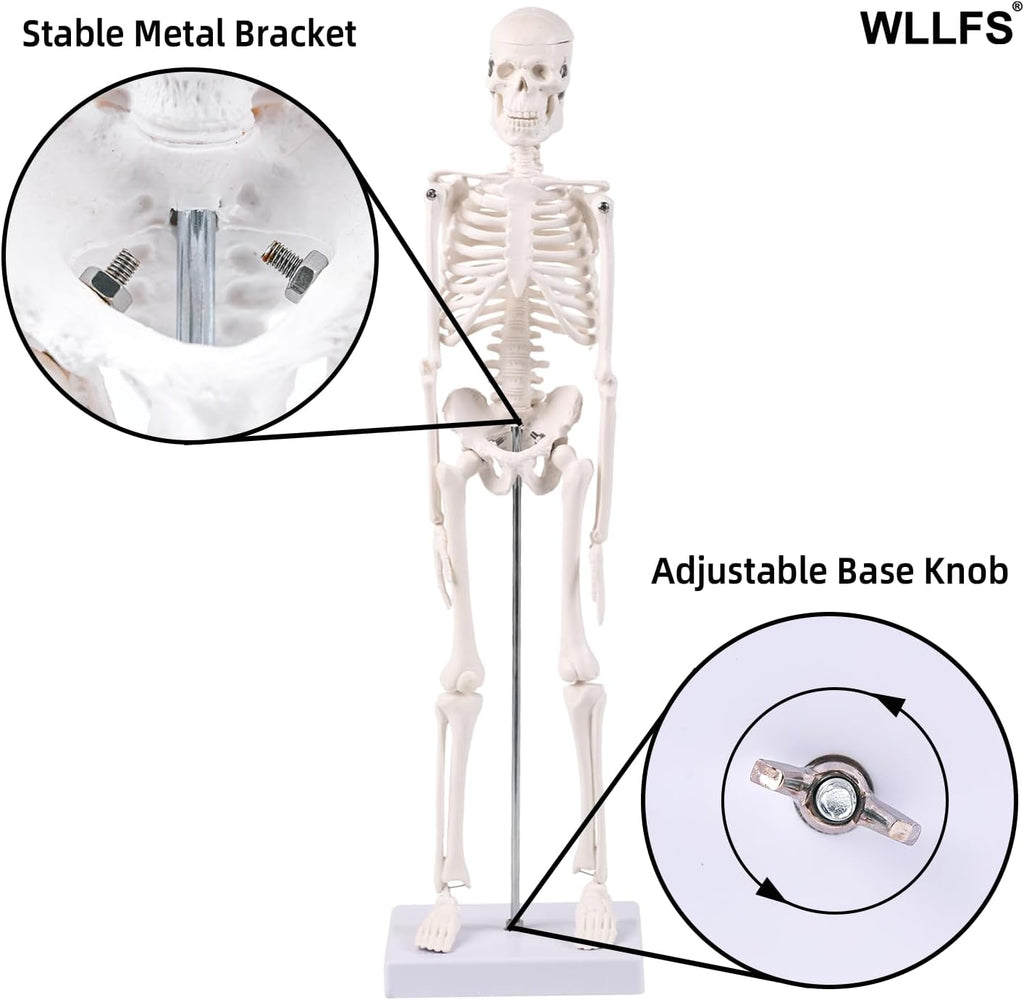 17.72 Inch Mini Skeleton Anatomy Model,Realistic Human Skeleton Model with Movable Arms and Legs, Scientific