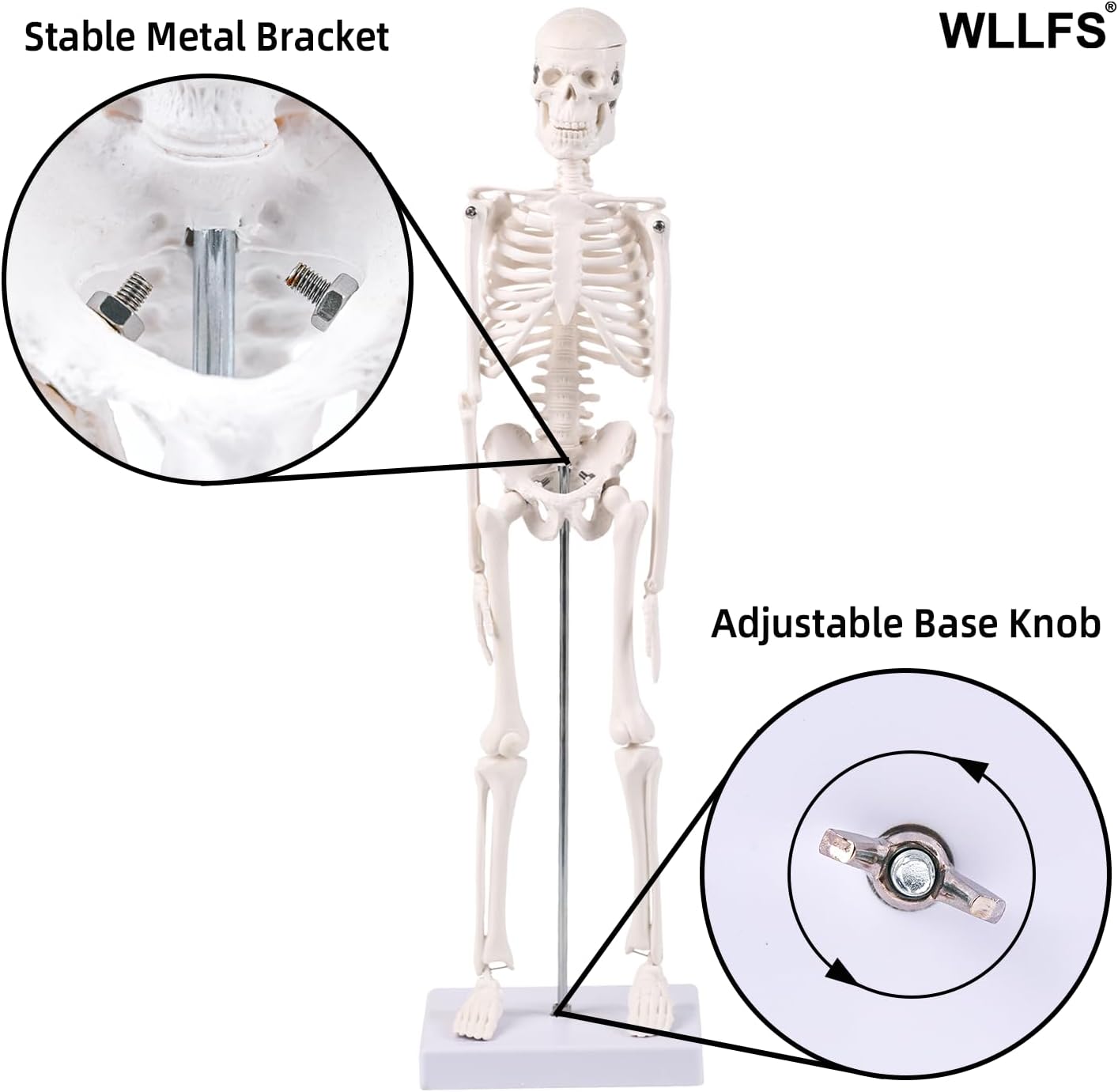17.72 Inch Mini Skeleton Anatomy Model,Realistic Human Skeleton Model with Movable Arms and Legs, Scientific