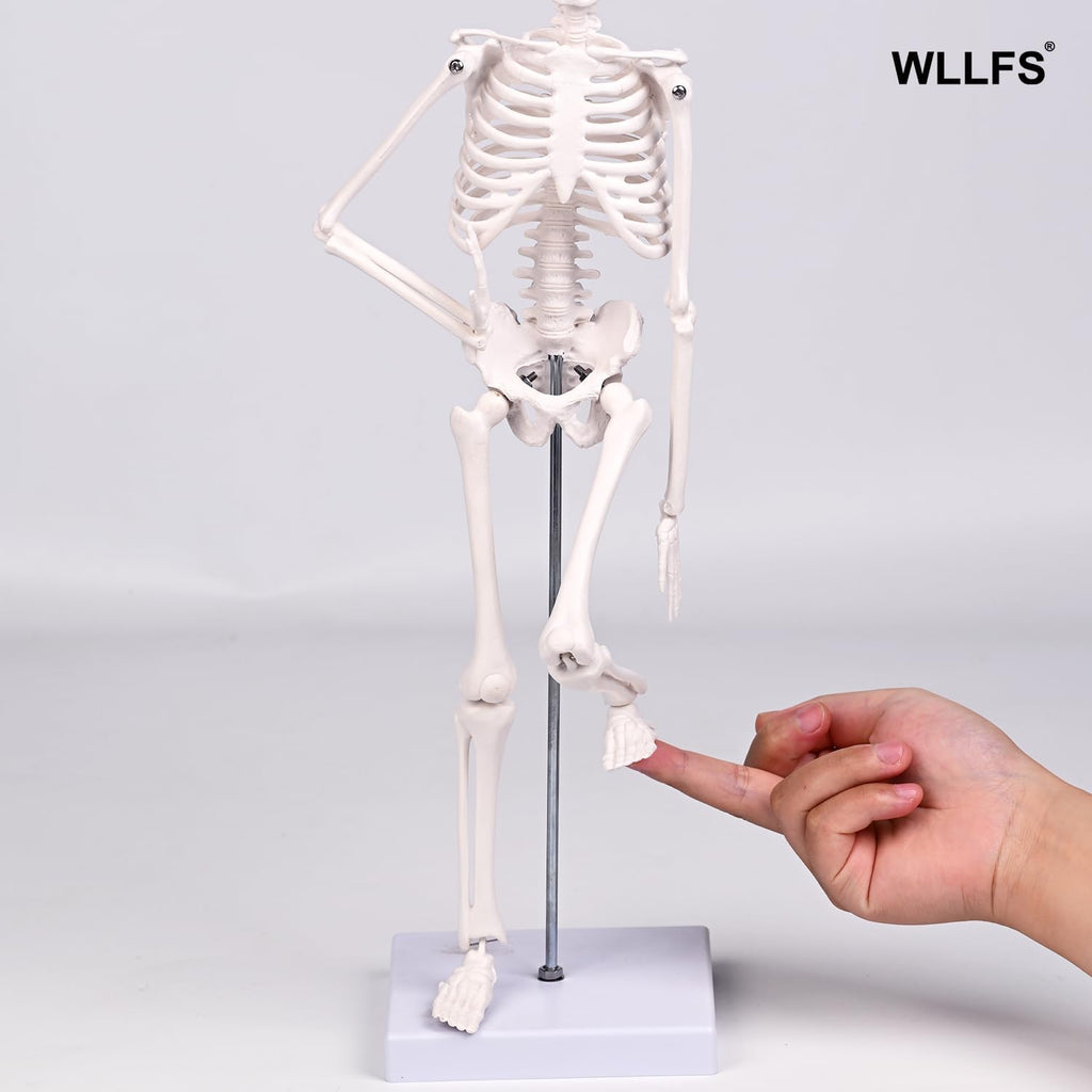 17.72 Inch Mini Skeleton Anatomy Model,Realistic Human Skeleton Model with Movable Arms and Legs, Scientific