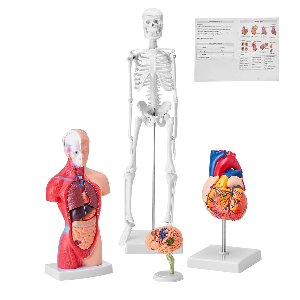 Human Anatomy Model Bundle Set - Human Skeleton, Brain, Human Torso Body, Heart - Set of 4, Detachable Hands-on 3D