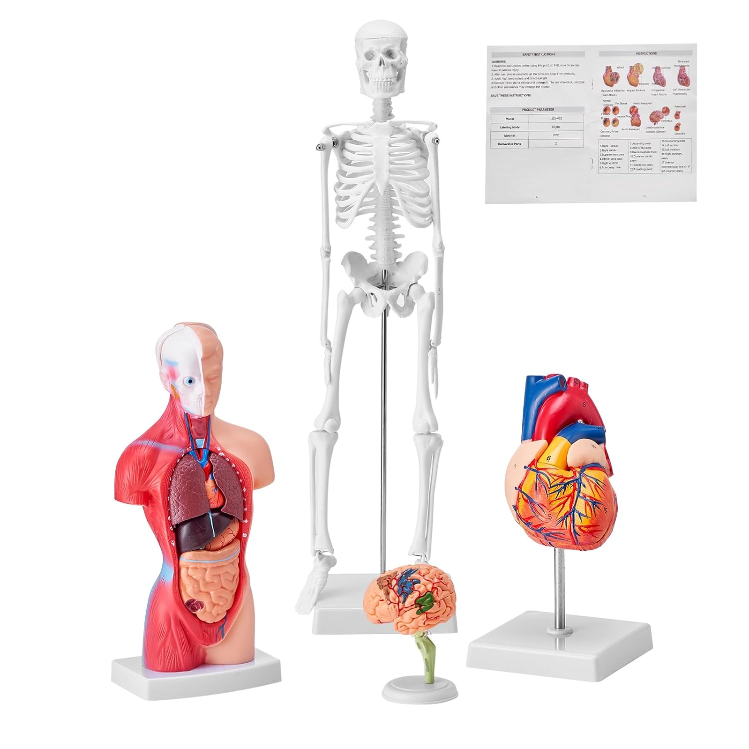 Human Anatomy Model Bundle Set - Human Skeleton, Brain, Human Torso Body, Heart - Set of 4, Detachable Hands-on 3D