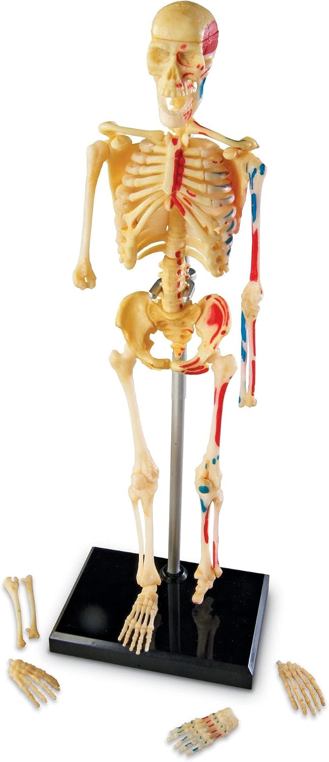 Skeleton Model | Science Classroom Must Haves, STEM Student Essentials, Practice Anatomy, Back to School