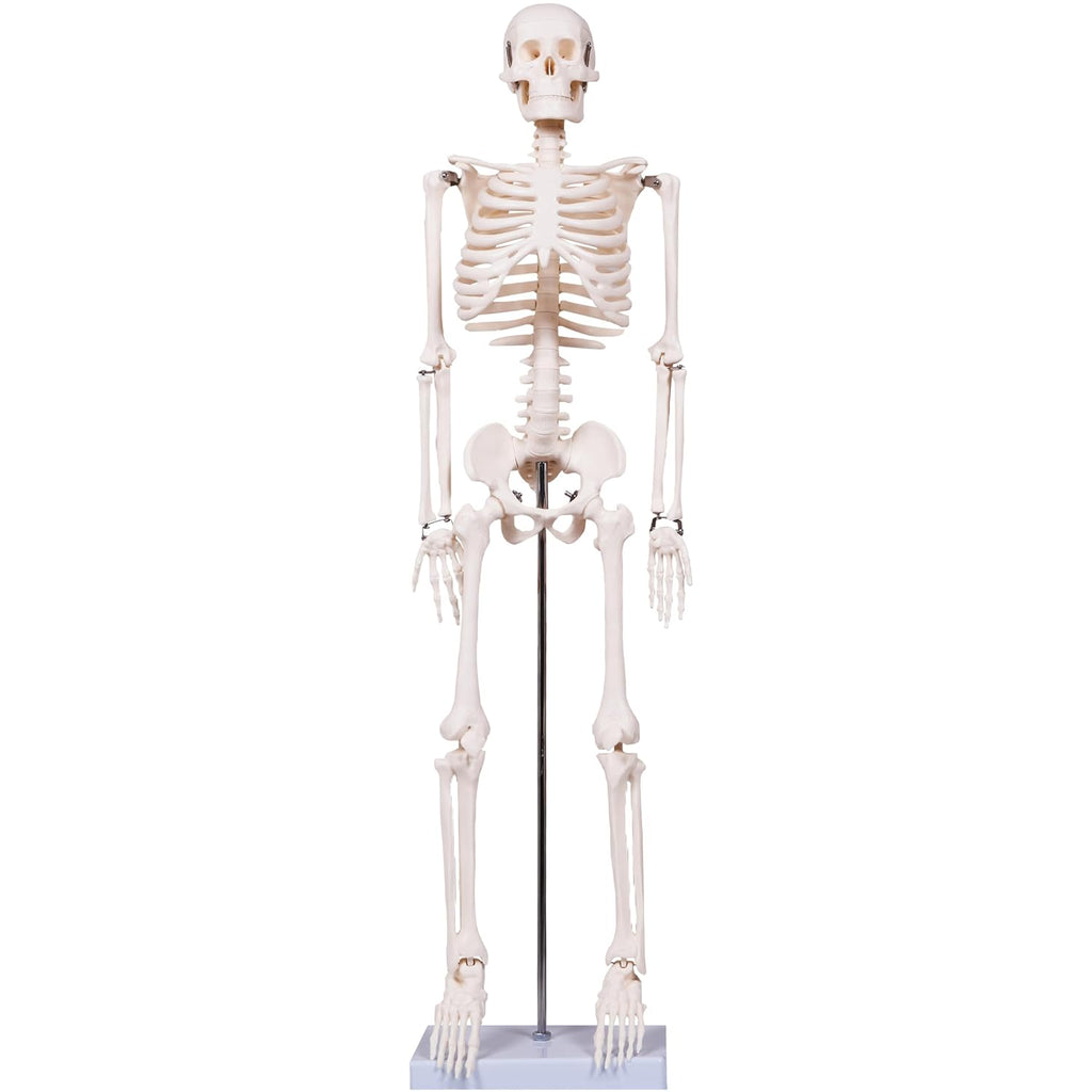 Scientifc Human Skeleton Model for Anatomy, 33.4’’ Skeleton Model with Metal Stand, Removable Arms&Legs for Student