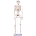Scientifc Human Skeleton Model for Anatomy, 33.4’’ Skeleton Model with Metal Stand, Removable Arms&Legs for Student