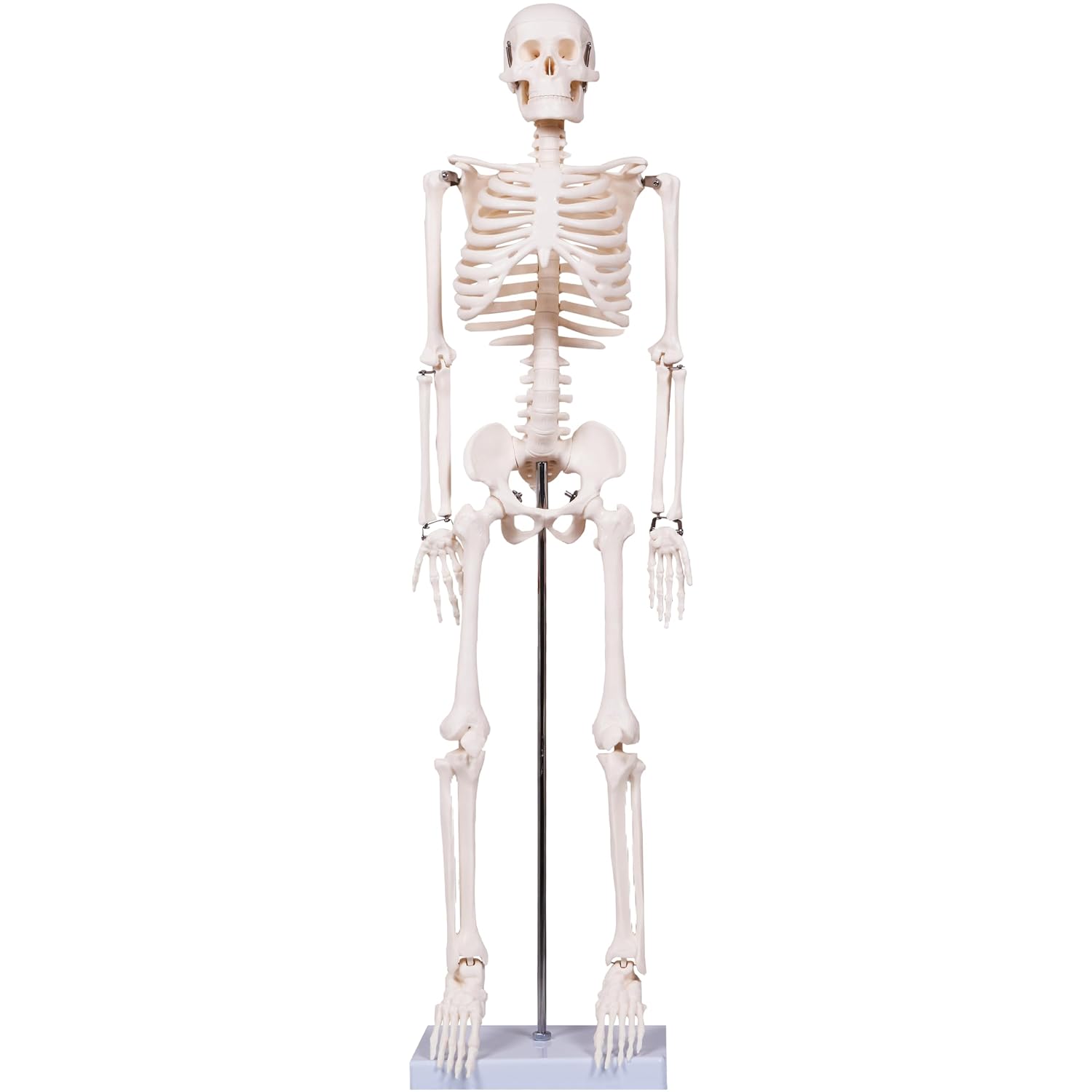 Scientifc Human Skeleton Model for Anatomy, 33.4’’ Skeleton Model with Metal Stand, Removable Arms&Legs for Student