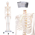 70.8" Human Skeleton Model for Anatomy, Nervous System & Charts, Stand | Full Size Posable Skeleton, Includes Nervous