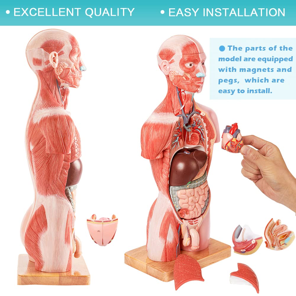 2026 New Human Body Deluxe Musculature Model, 16 Pcs Removable 17 inch | EVOTECH SCIENTIFIC Human Torso Anatomy Model