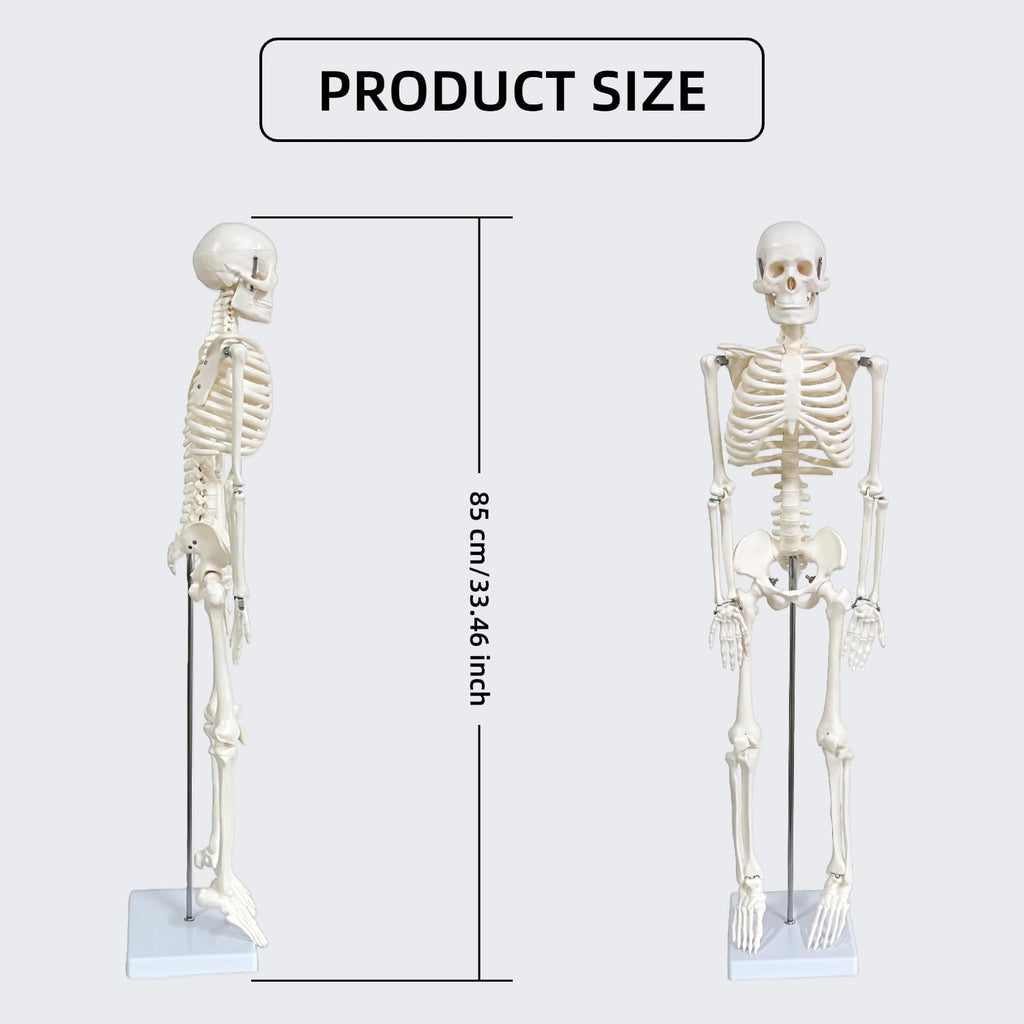 Human Skeleton Model for Anatomy, 33.4" Skeleton Model with Metal Stand | 1/2 Life Size Anatomical Skeleton with